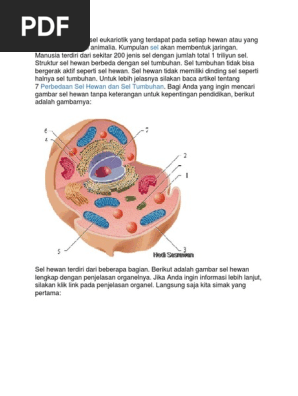 25 Inspirasi Keren Gambar Sel  Hewan  Tanpa Keterangan 