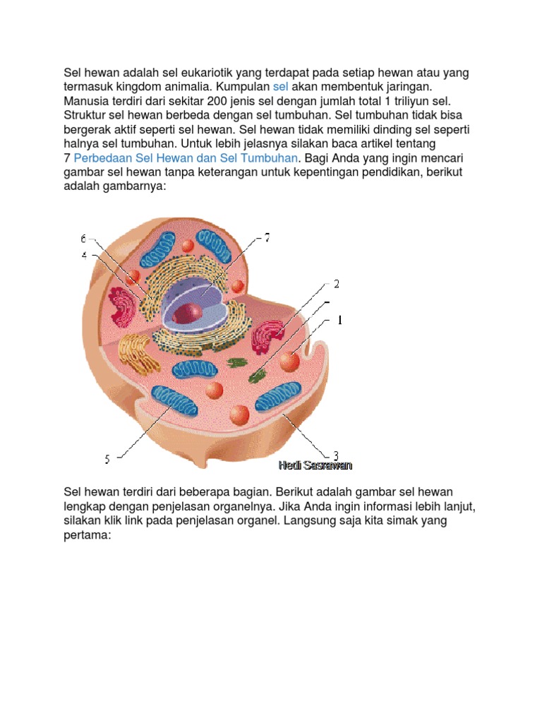 Gambar Sel  Hewan  Hd Rahman Gambar