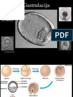 Gastrulacija_2016.pdf