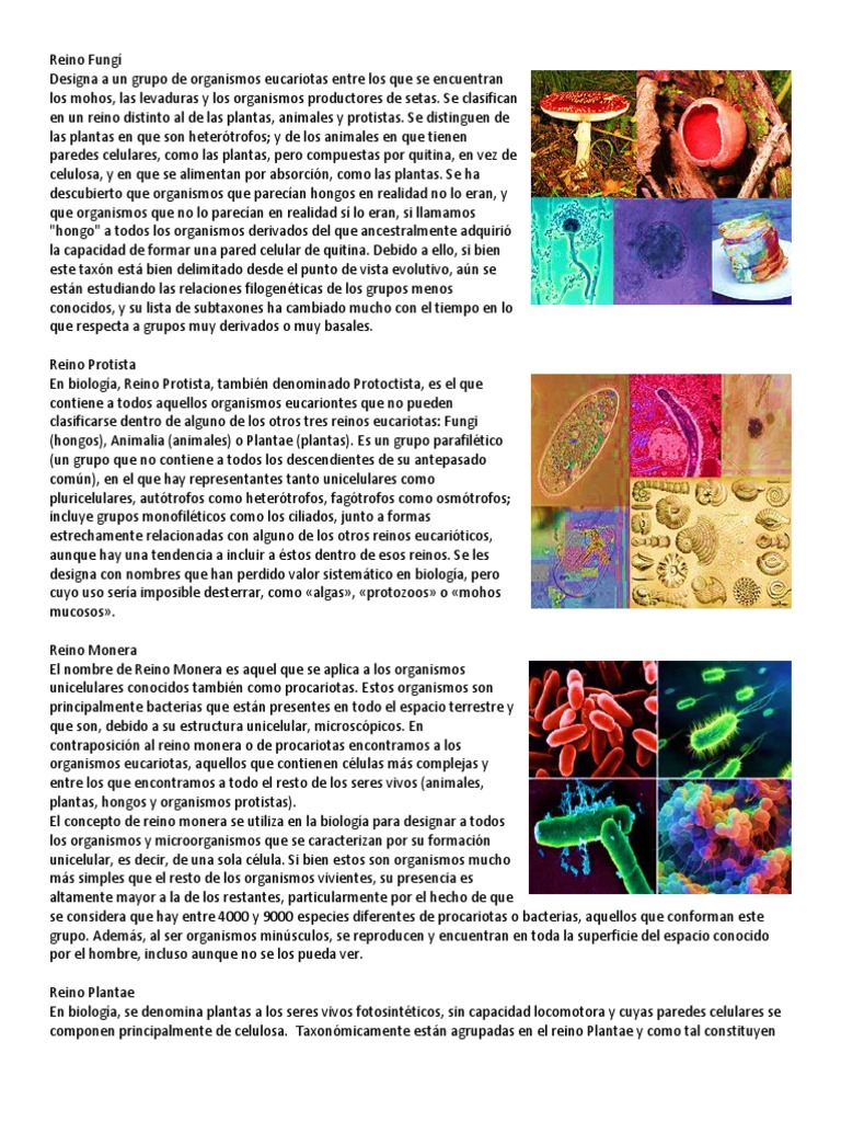 Reino Fungí, Monera y Protista | PDF | Plantas | Hongo