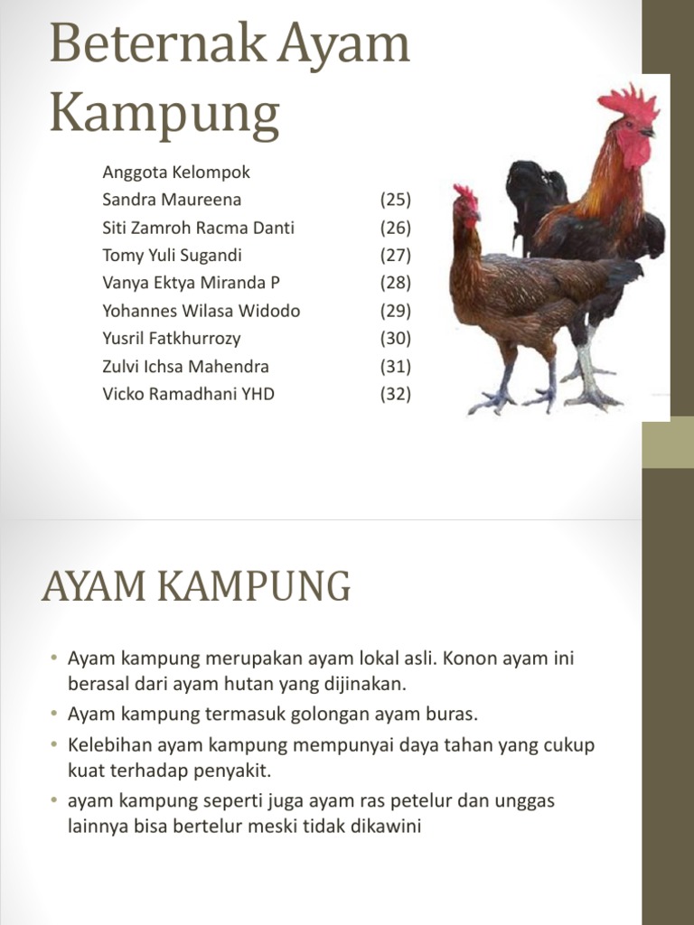Desa Parakan Salam - Kecamatan Pondoksalam - Kabupaten Purwakarta:  Berternak Ayam Kampung Bisnis Yang Menjanjikan, image size:768x1024