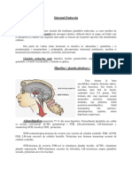 Sistemul Endocrin Partial