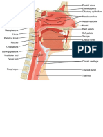 1227px 2303 Anatomy of Nose Pharynx Mouth Larynx