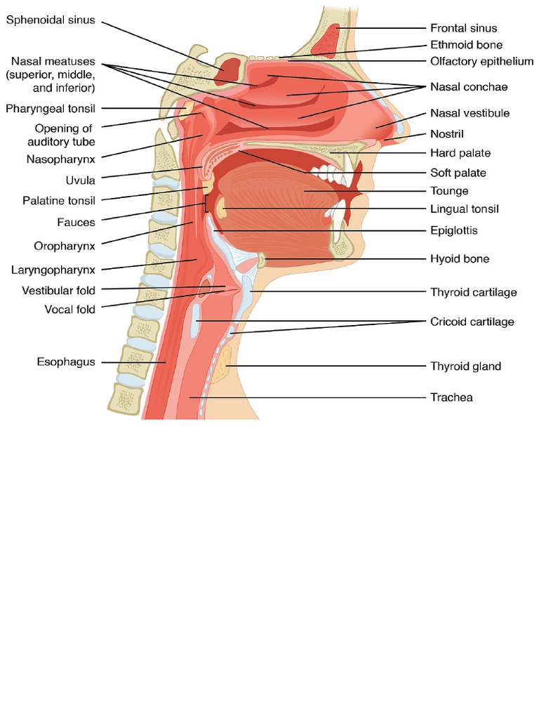 1227px 2303 Anatomy of Nose Pharynx Mouth Larynx | PDF