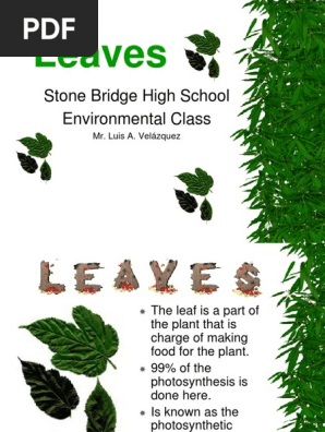Leaves