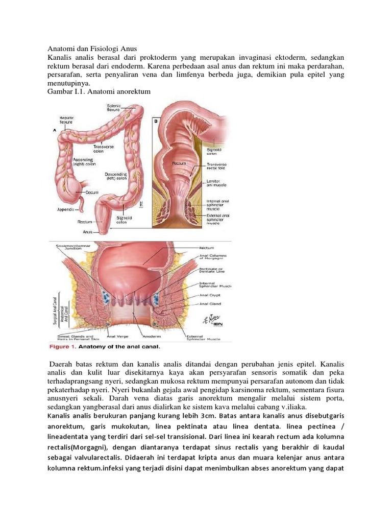 Anatomi dan Fisiologi Anus dan Rektum | PDF | Ilmu Sosial | Kesehatan ...