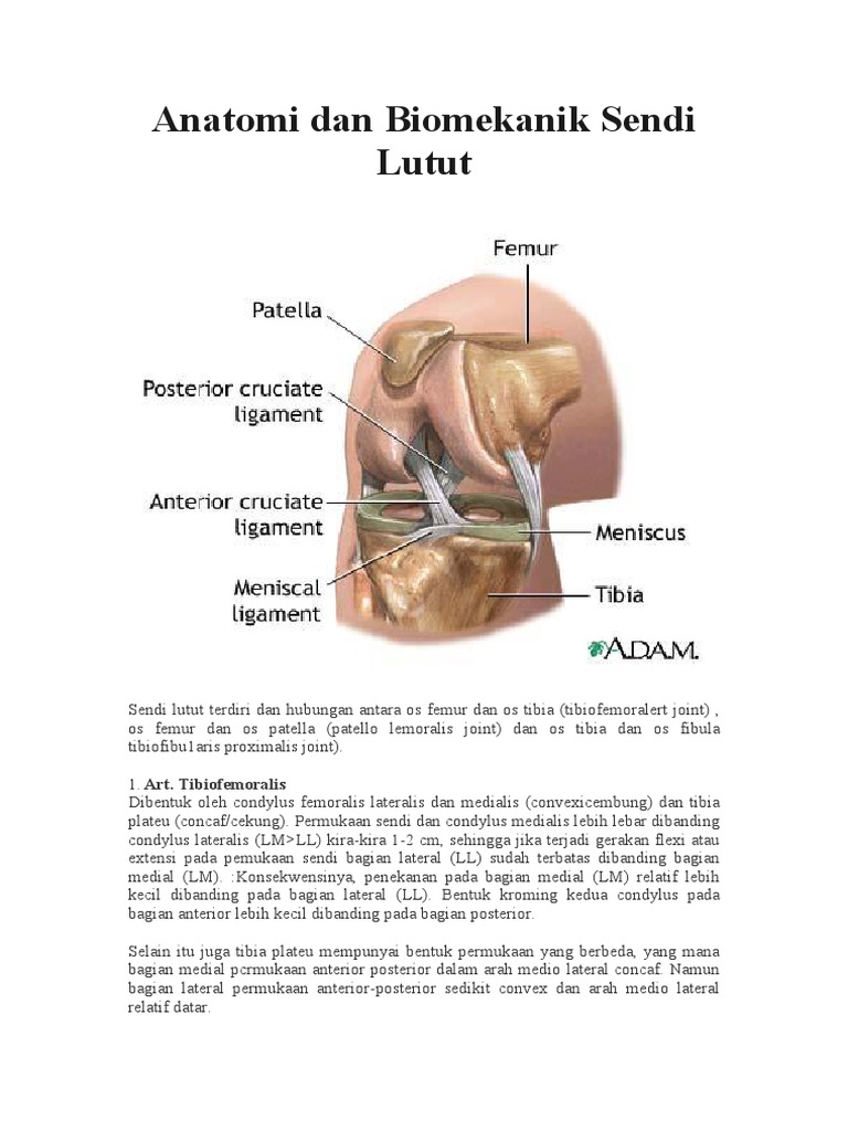 Anatomi  Lutut   Anatomi  Lutut