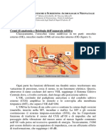 Fisiologia Uditiva