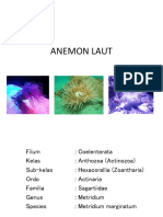 Anemon Laut