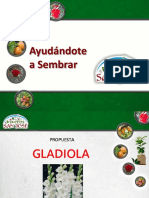 Presentacion Gladiola