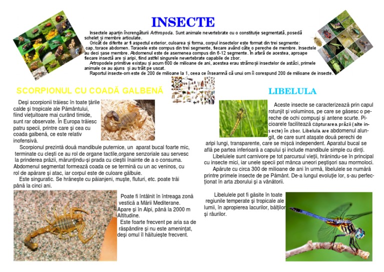 Proiect Insecte | PDF