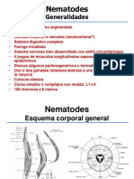 07 Nematodes