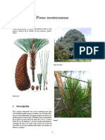 Pinus Montezumae
