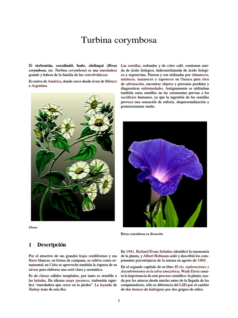 Turbina Corymbosa | PDF | Hierbas Medicinales Y Hongos | Plantas