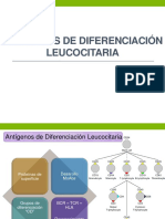 Antígenos de diferenciación leucocitaria y sus funciones