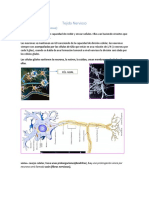 Tejido nervioso y neuronas