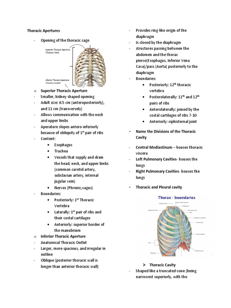 Thoracic Cavity | PDF | Thorax | Lung