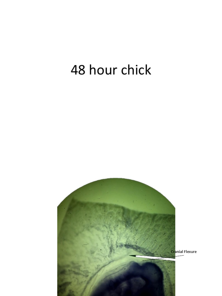 48 Hour Chick Labelled | PDF | Aorta | Common Carotid Artery