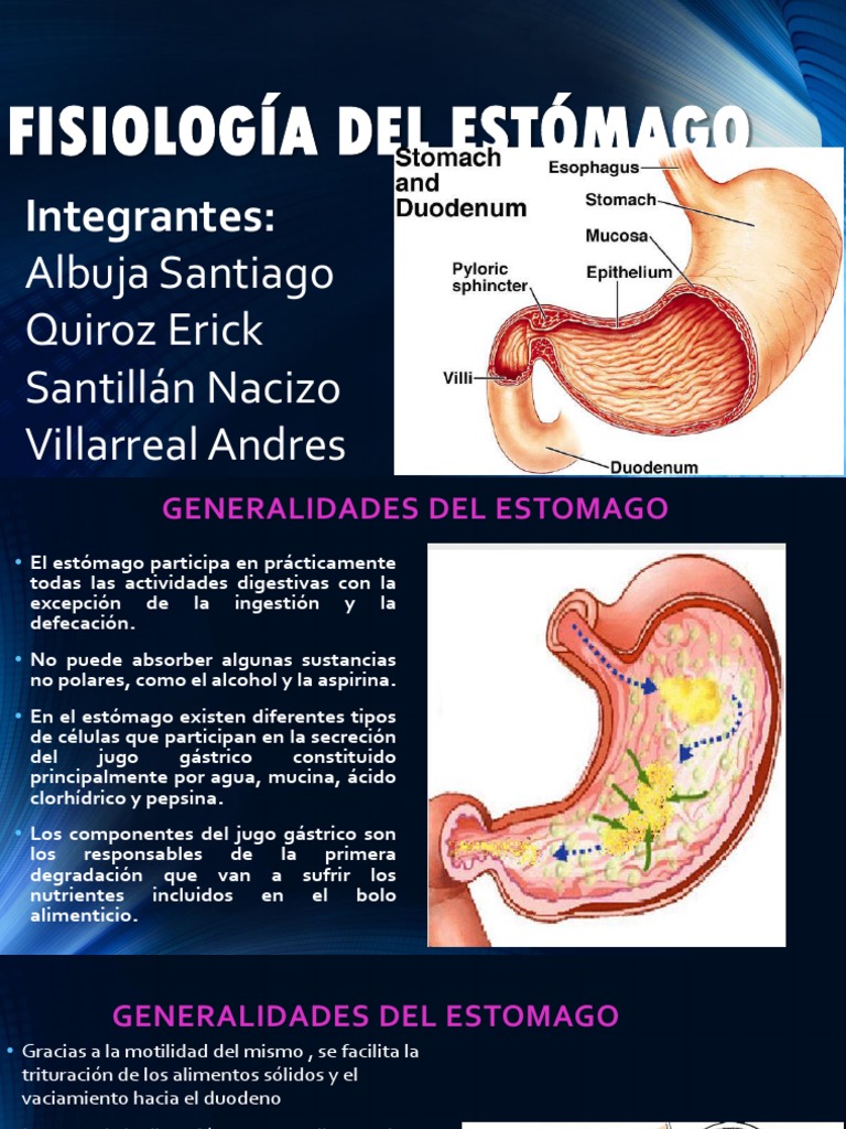Fisiologia Del Estomago Digestión Estómago