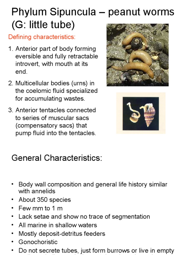 Sipuncula: Characteristics of Peanut Worms | PDF | Social Science