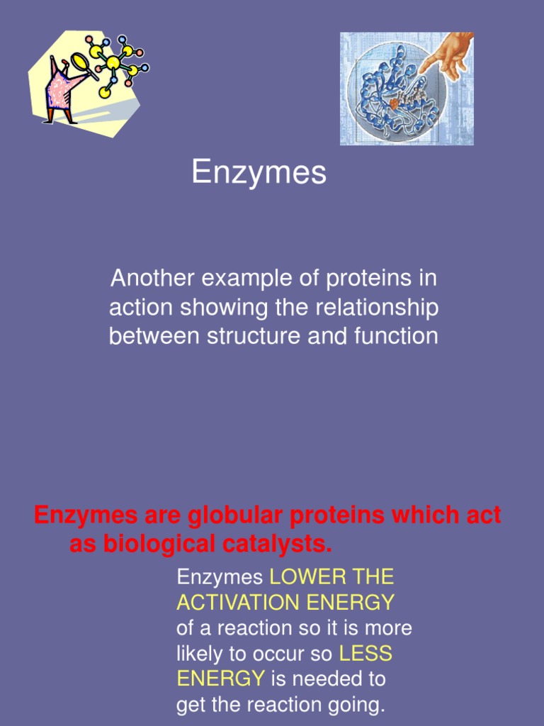 Enzymes Another Example of Proteins in Action Showing The Relationship