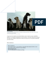 razas de perros.docx