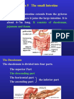 Section 5 The Small Intestine