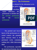 The Peritoneum Is Situated in The Abdominal Cavity and Partly Also in The Pelvic Cavity