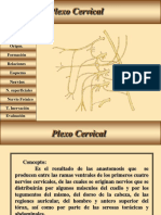 12 Plexo Cervical