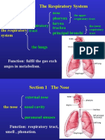 Chapter 3 The Respiratory System: The Respiratory Tract Nose Pharynx Larynx Trachea Principal Bronchi