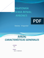 1 SIST. RENAL Riñón, Anatomía