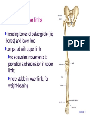 Pelvic Girdle - Gross Anatomy Flashcards