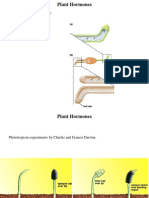 Plant Hormones Summary