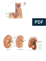 anatomi perkemihan.docx