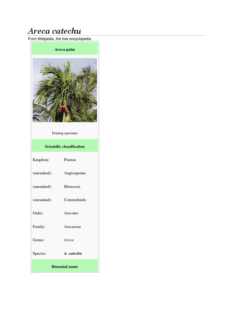 song of jamaica dracaena Draceana Song of India - House Plants - Plant Shop