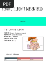 Yeyuno, Ileon y Mesenterio