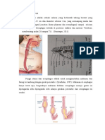 Anatomi dan Fisiologi OMD MKLH KEL 1.doc