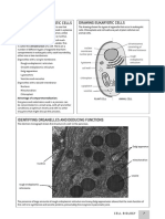 Structure of Eukaryotic Cells Drawing Eukaryotic Cells