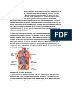 Sistema Circulatorio