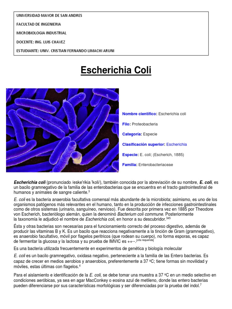 Escherichia Coli | Escherichia coli | Bacterias