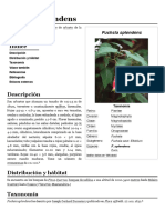 Fuchsia Splendens PDF