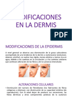 Modificaciones en La Dermis