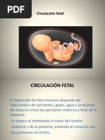 Circulación Fetal