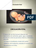 Circulación Fetal