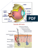 Los 5 Sentidos