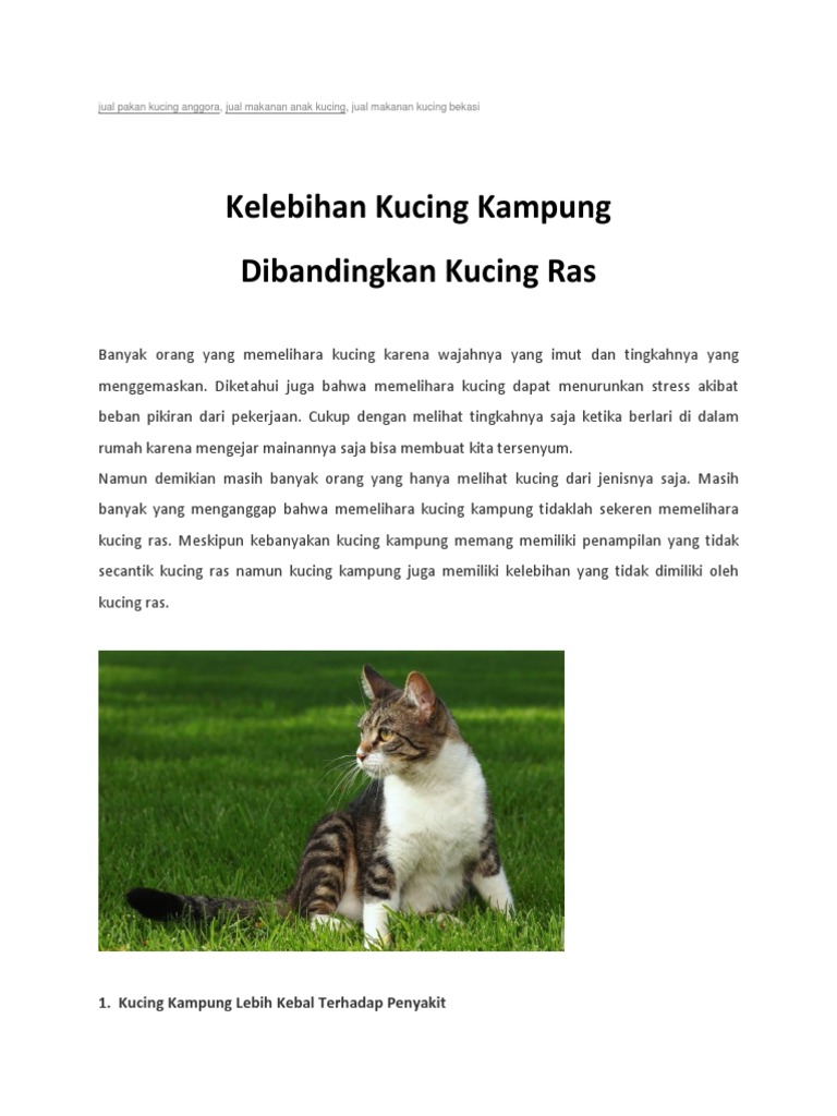 Jual Pakan Kucing Anggora, Jual Makanan Anak Kucing, Jual 