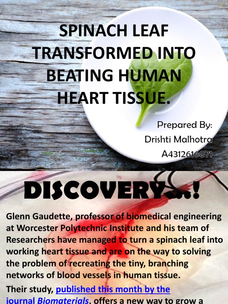 Spinach Leaf Transformed Into Beating Human Heart Tissue PDF
