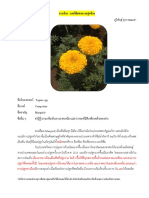 25 ดาวเรือง PDF