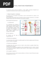 Sistema Nervioso Periferico