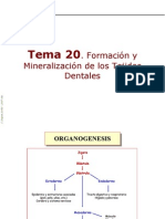 Tejido Dentario..